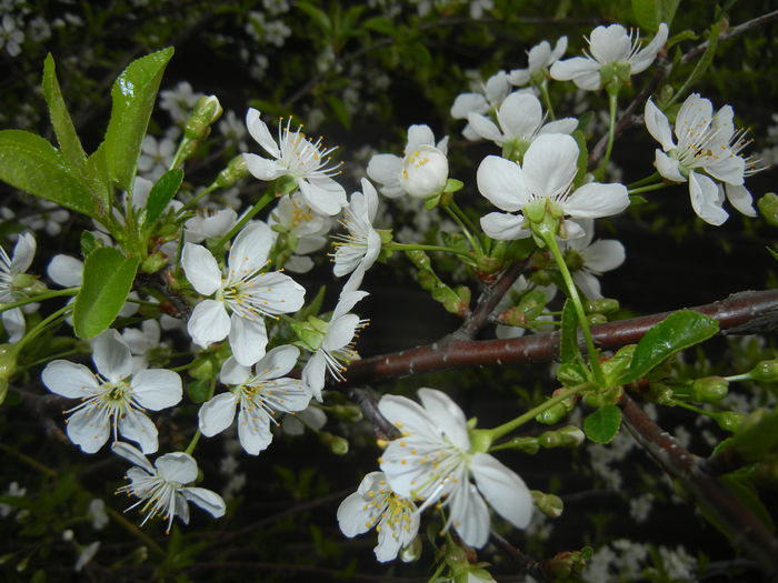 Sour Cherry Blossom (2015, April 15)