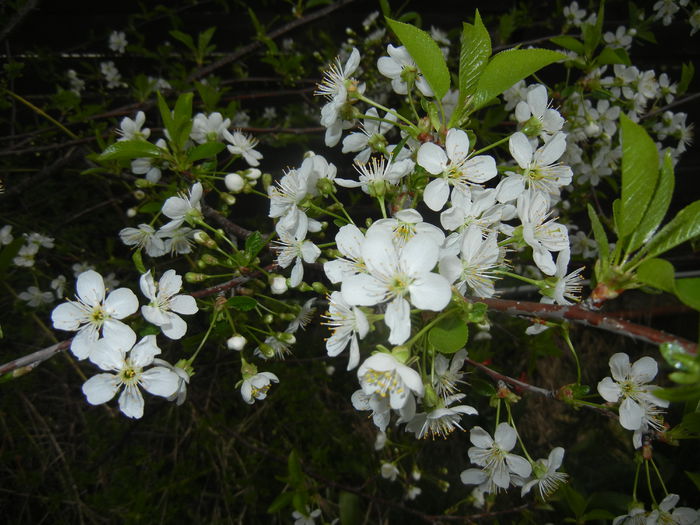 Sour Cherry Blossom (2015, April 15)