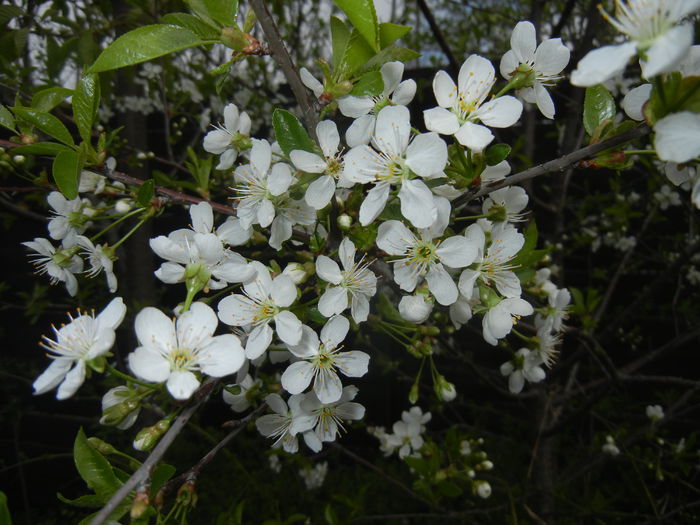 Sour Cherry Blossom (2015, April 15) - Sour Cherry Tree_Visin