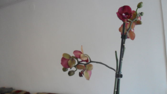 SAM_2600 - phalaenopsis