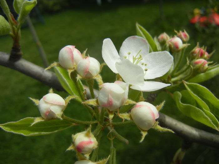 Pear Tree Blossom (2014, April 15)