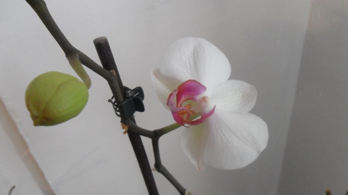 SAM_2604 - phalaenopsis