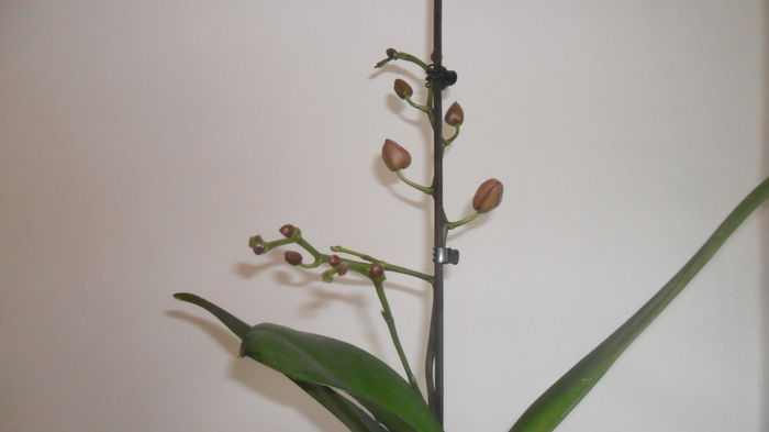 SAM_2606 - phalaenopsis