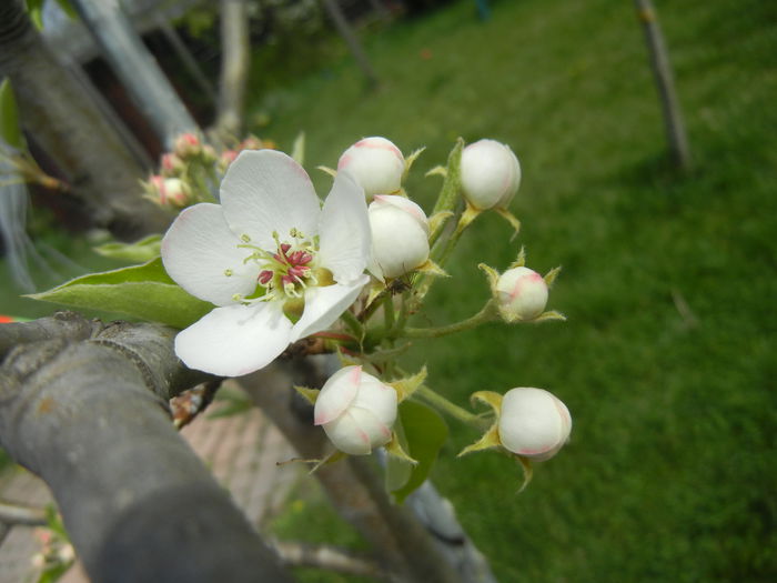 Pear Tree Blossom (2014, April 15)