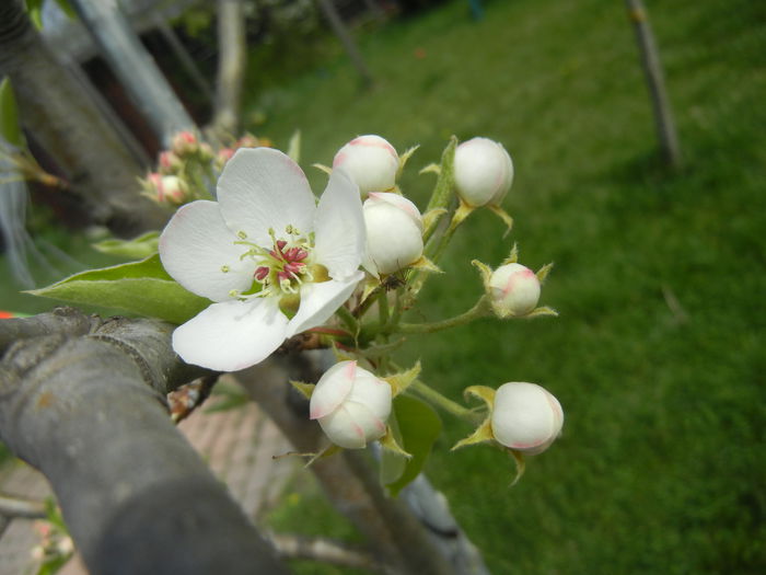 Pear Tree Blossom (2014, April 15) Pear Tree Blossom (2014, April 15)