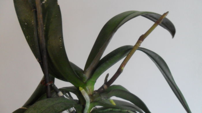 SAM_2608 - phalaenopsis
