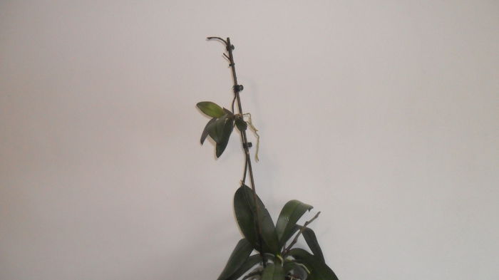 SAM_2609 - phalaenopsis