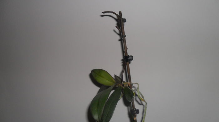 SAM_2610 - phalaenopsis