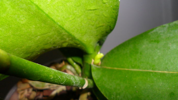 SAM_2611 - phalaenopsis