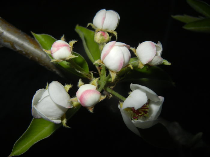 Pear Tree Blossom (2014, April 16)