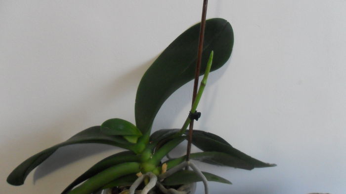 SAM_2618 - phalaenopsis