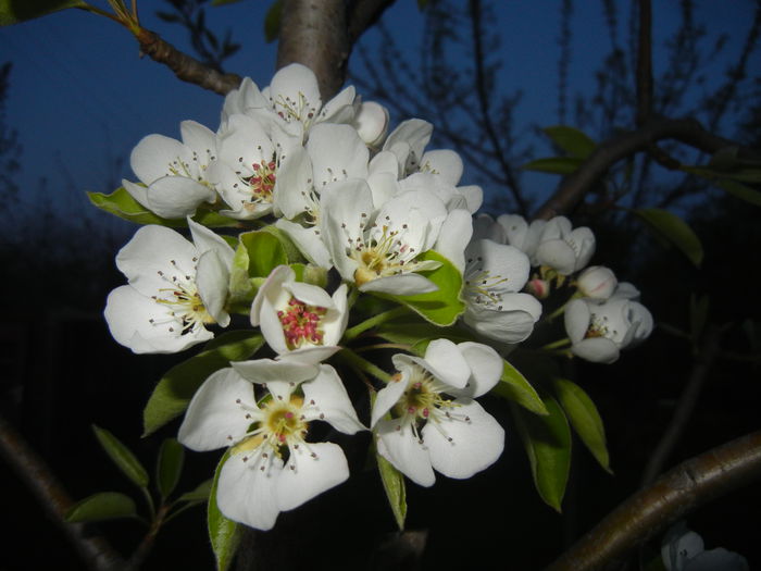 Pear Tree Blossom (2014, April 16)