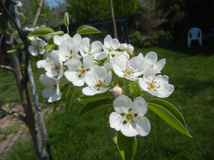 Pear Tree Blossom (2014, April 17) Pear Tree Blossom (2014, April 17)