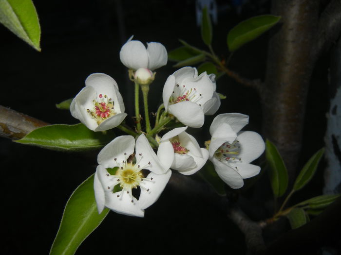 Pear Tree Blossom (2014, April 17) Pear Tree Blossom (2014, April 17)