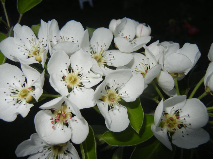 Pear Tree Blossom (2014, April 17)