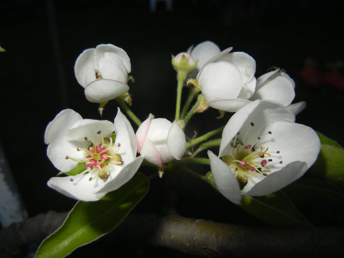Pear Tree Blossom (2014, April 17)