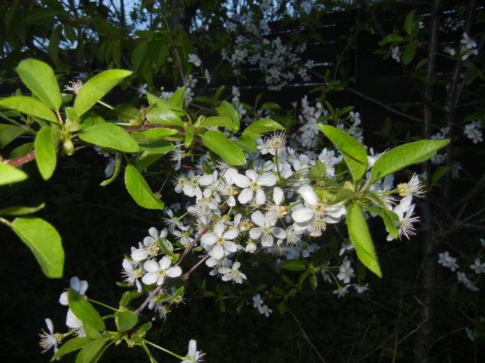 Sour Cherry Blossom (2015, April 17) - Sour Cherry Tree_Visin