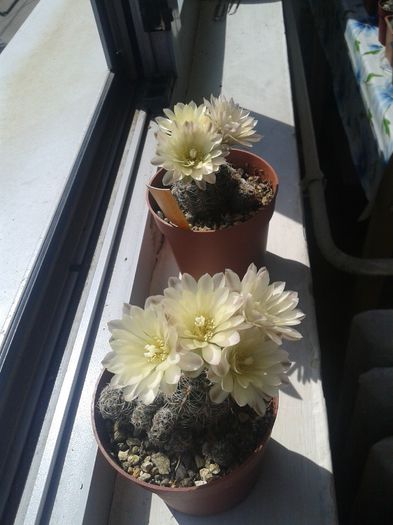 20150430_153150 - Cactusi 2015