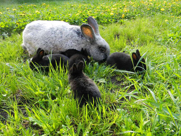 Marele Argint Deschis