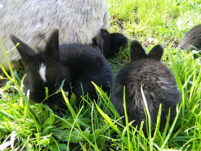 Marele Argint Deschis