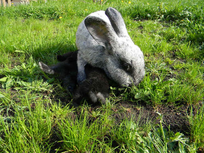 Marele Argint Deschis