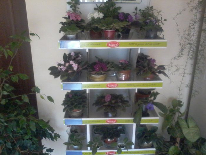 20150502_122306 - VIOLETE 2014-2015-2016-2019