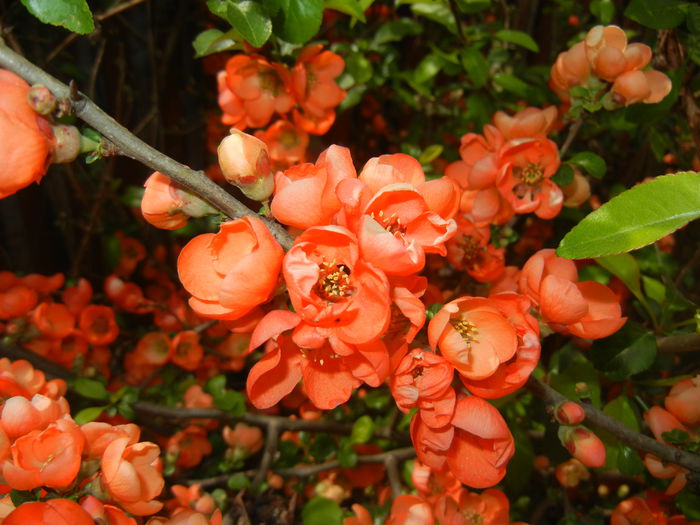 Chaenomeles japonica (2015, April 18)