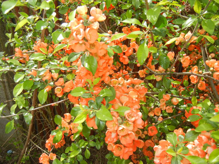 Chaenomeles japonica (2015, April 18) - Chaenomeles japonica