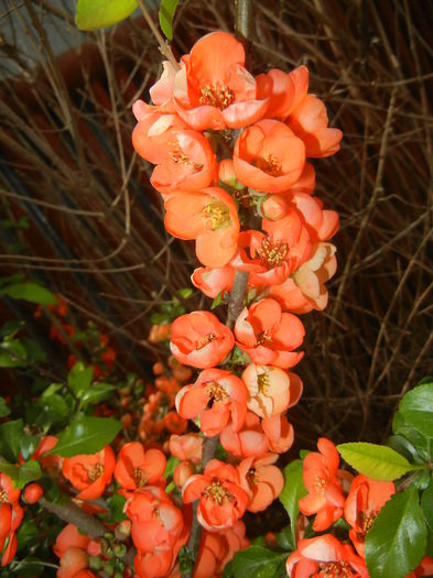 Chaenomeles japonica (2015, April 18) - Chaenomeles japonica