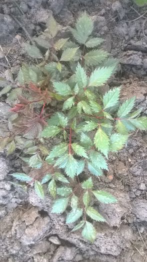 astilbe