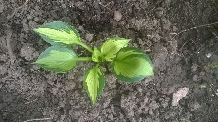 hosta fire and ice - mai 2015