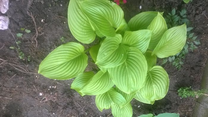 hosta comun - mai 2015