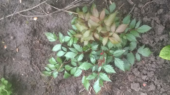 astilbe - mai 2015