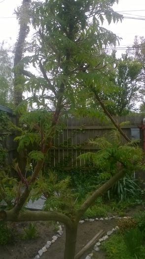 rhus typhina laciniata frezat - mai 2015