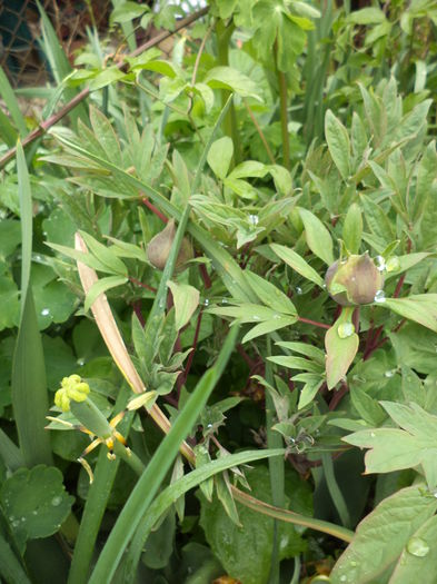 bujor arbustiv - ANUL 2015