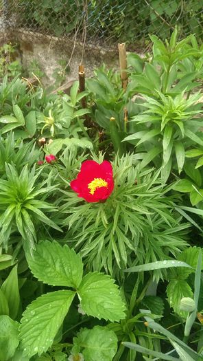 IMAG2252 - ANUL 2015