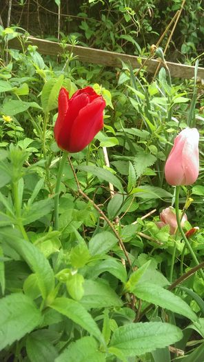 IMAG2306 - ANUL 2015