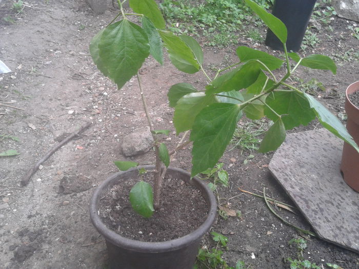 necunoscut; Necunoscut
