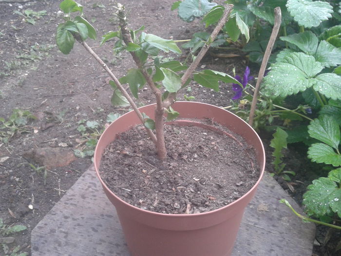 2015-05-02 15.47.20; Classic pink
