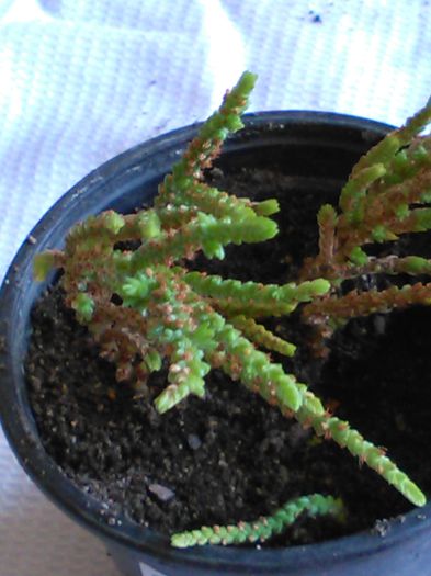 crassula ericoides