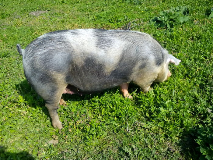 IMG_20150501_103624 - Porci