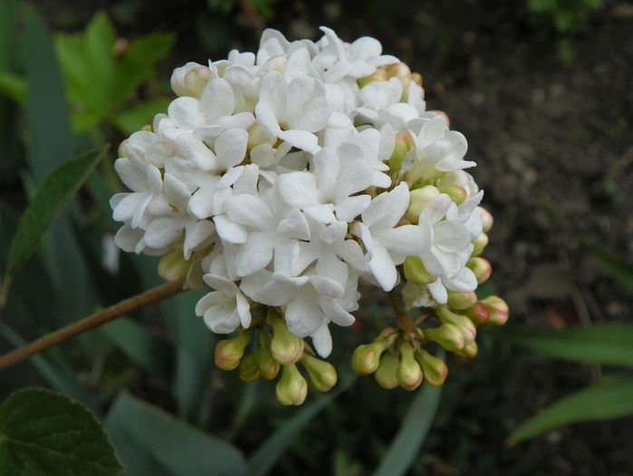 viburnum carlcephalum
