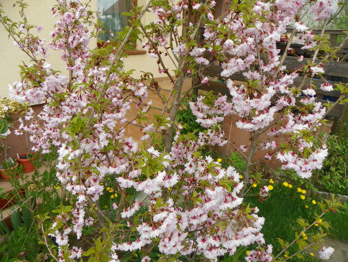prunus incisa Oshidori - Copacei si arbusti 2015