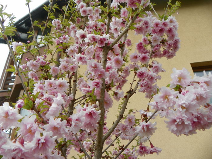 prunus incisa Oshidori - Copacei si arbusti 2015