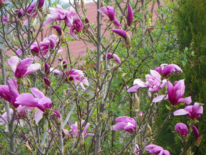 magnolia Susan - Copacei si arbusti 2015