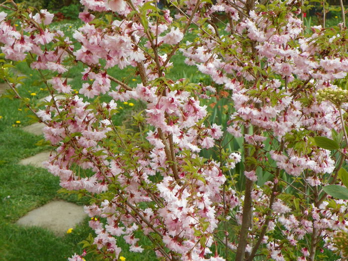 prunus incisa Oshidori - Copacei si arbusti 2015
