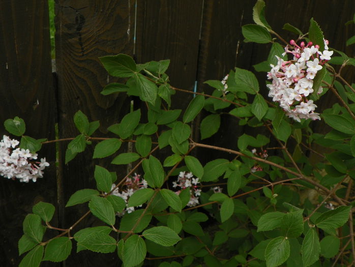viburnum carlesii