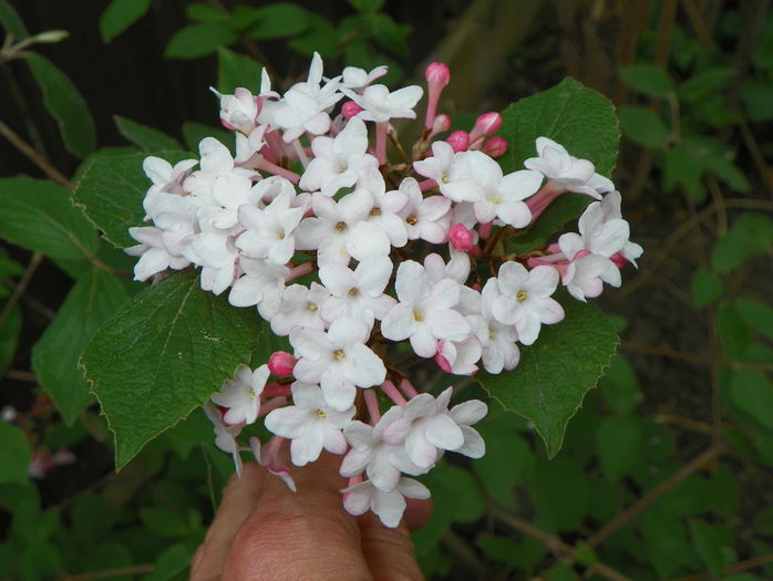 viburnum carlesii