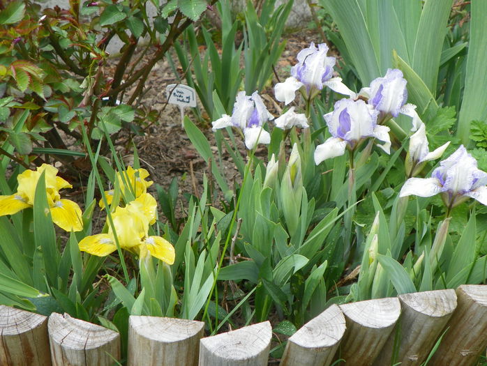 Baria si Knick Knack