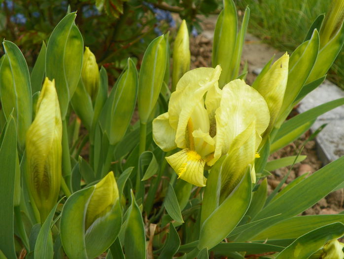 iris reichenbachii - Irisi 2015 - 1